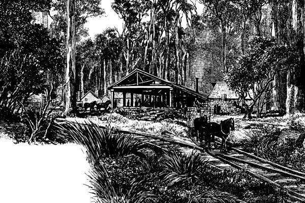 Bush Sawmill Wombat Forest.jpg