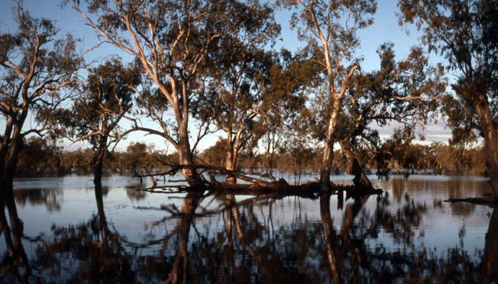 redgum